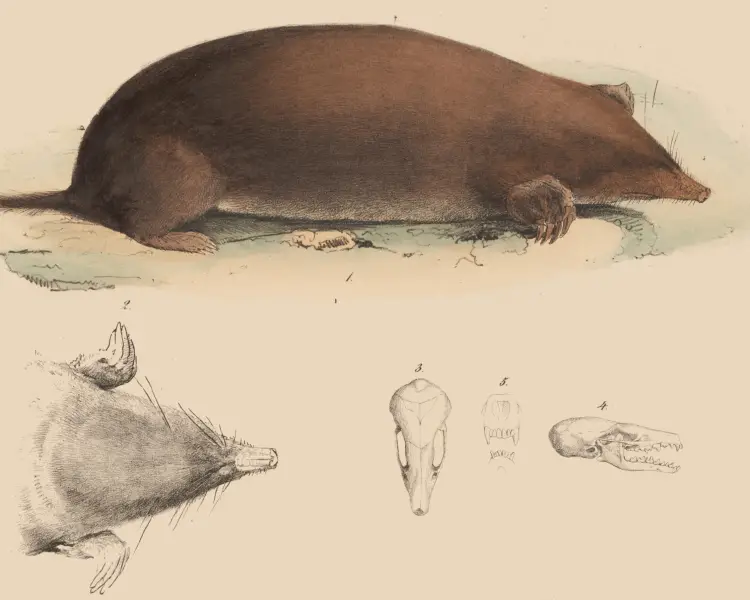 Japanese mole Facts, Diet, Habitat & Pictures on Animalia.bio