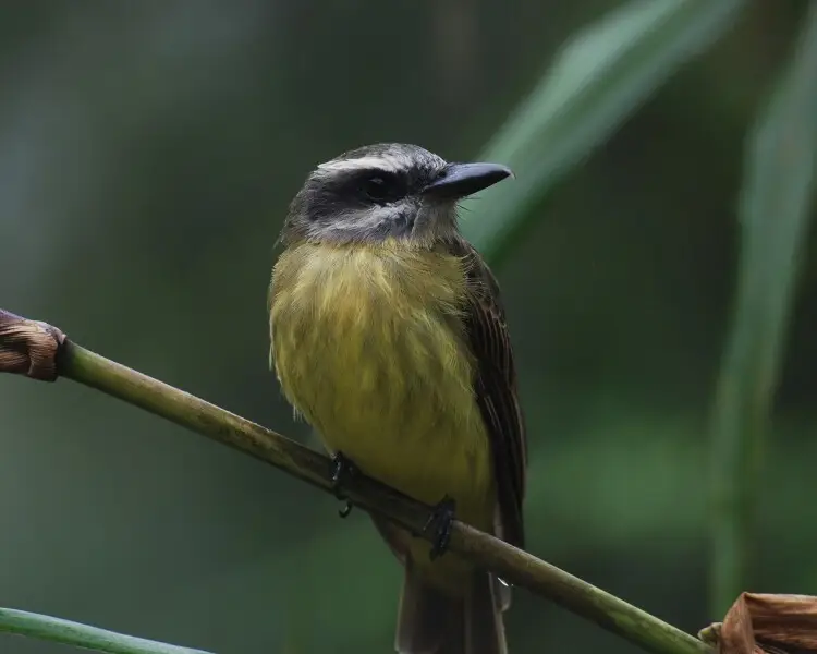 Golden Crowned Flycatcher Facts Diet Habitat And Pictures On Animaliabio