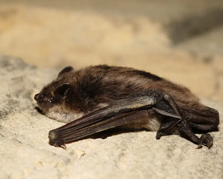 Pond bat