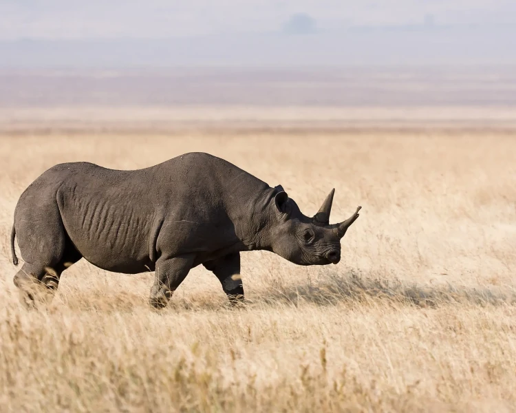 South-central black rhinoceros