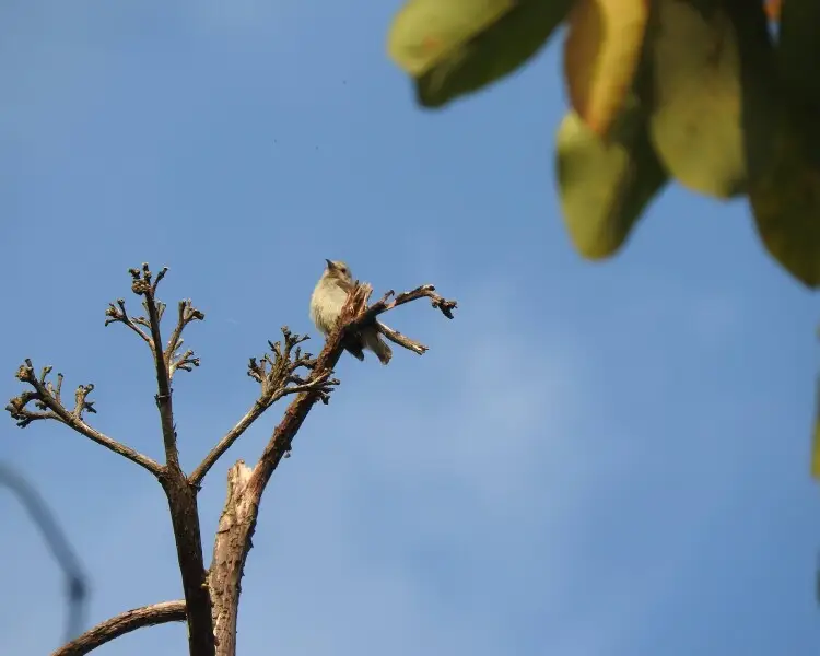 Nilgiri flowerpecker