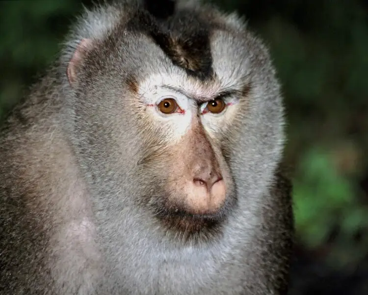 Northern pig-tailed macaque