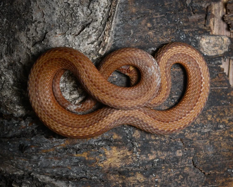 Northern redbelly snake