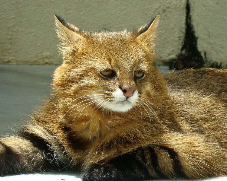 Pantanal cat