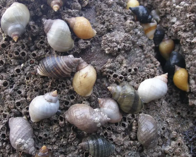 Dog whelk