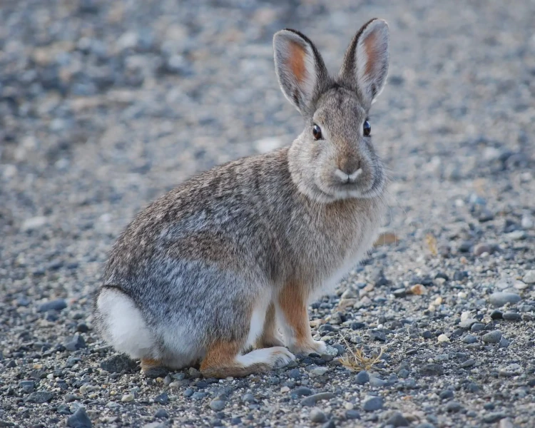 Mountain Cottontail