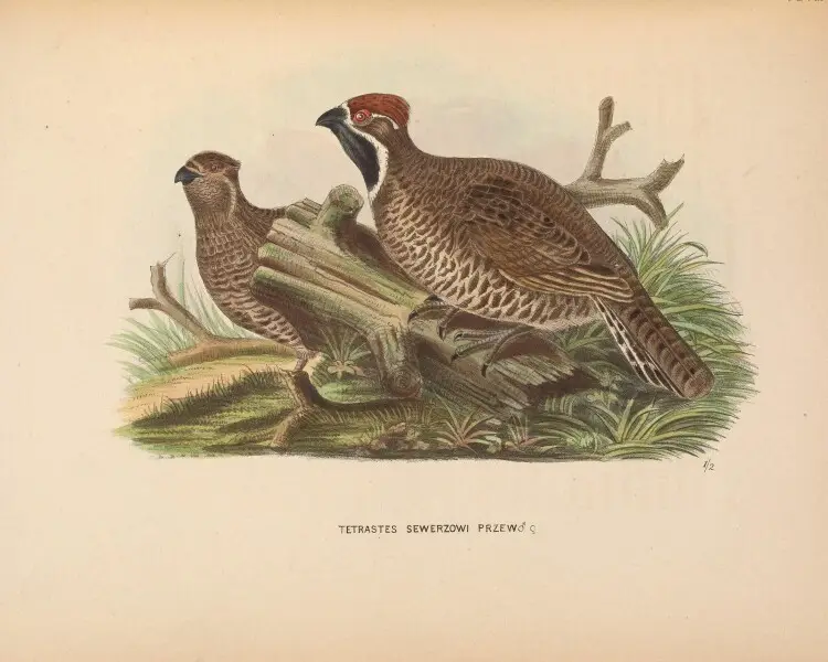 Chinese grouse