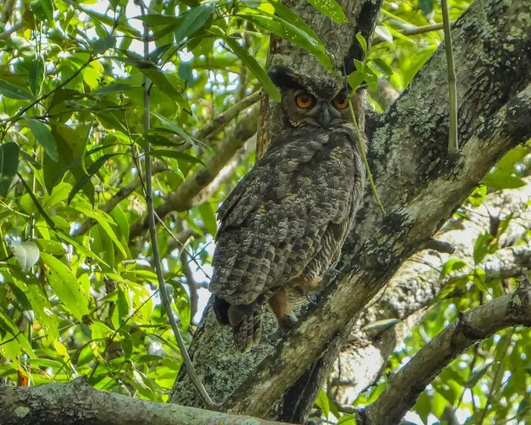South American great horned owl