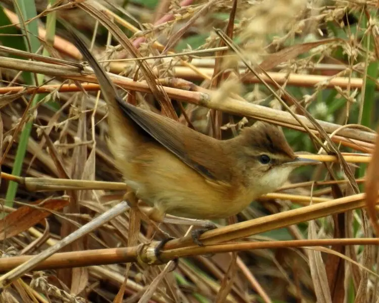 Paddyfield warbler
