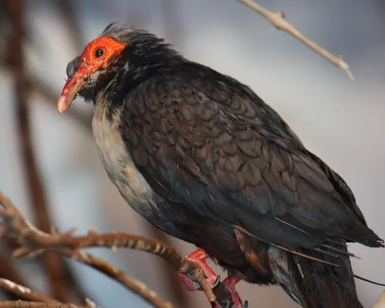 Papuan mountain pigeon
