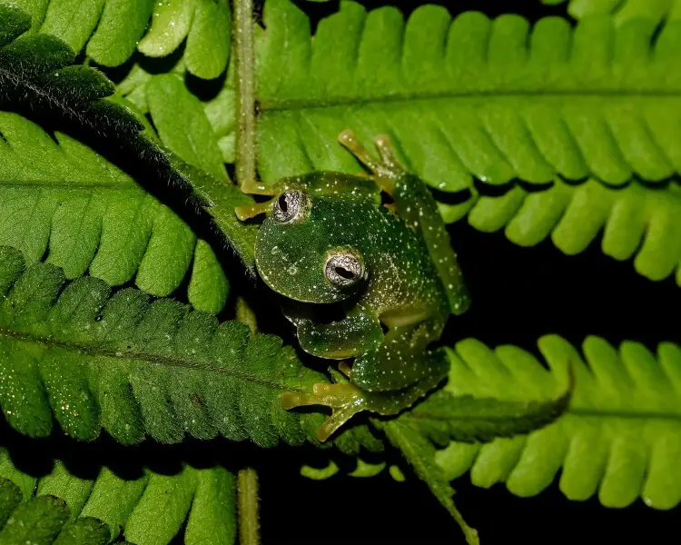 Vitreorana uranoscopa Facts, Diet, Habitat & Pictures on Animalia.bio