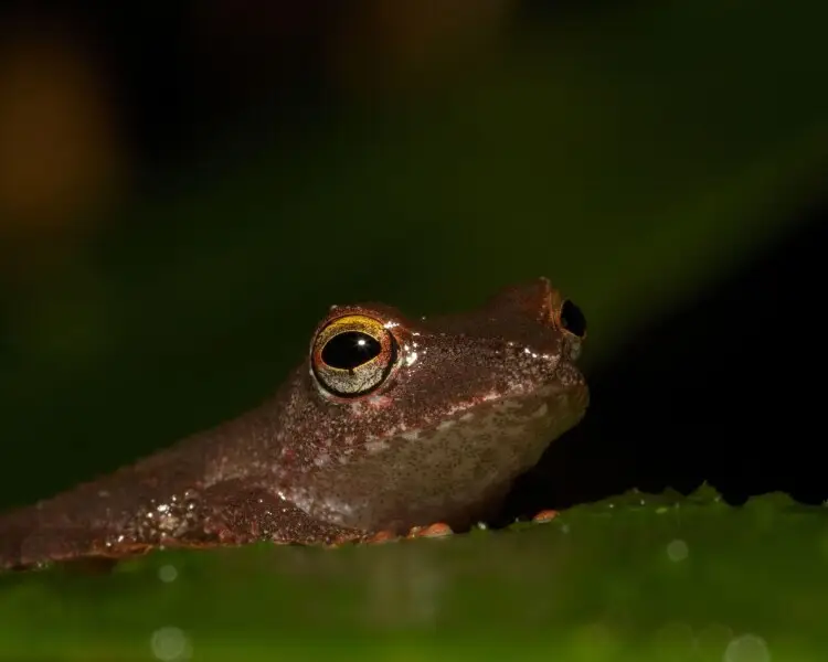 Pristimantis caryophyllaceus факти, дієта, ареал і фотографії на