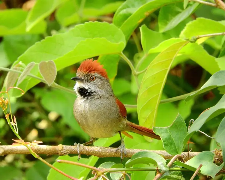 Sooty-fronted spinetail