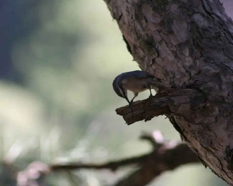 Corsican nuthatch