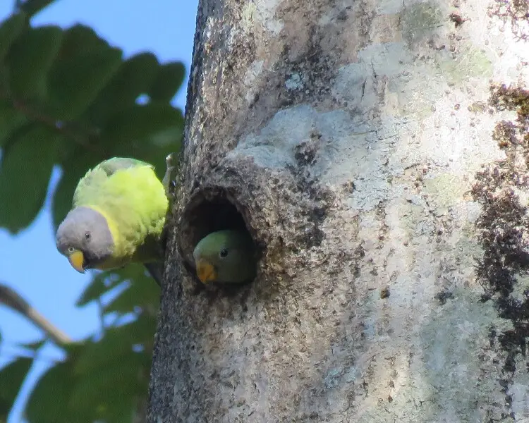 Plumheaded parakeet Facts, Diet, Habitat & Pictures on Animalia.bio