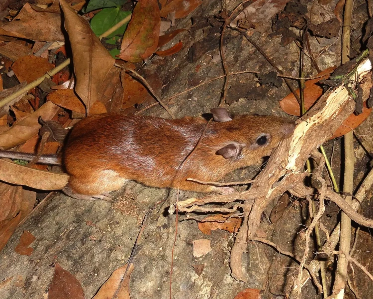Long-tailed spiny rat