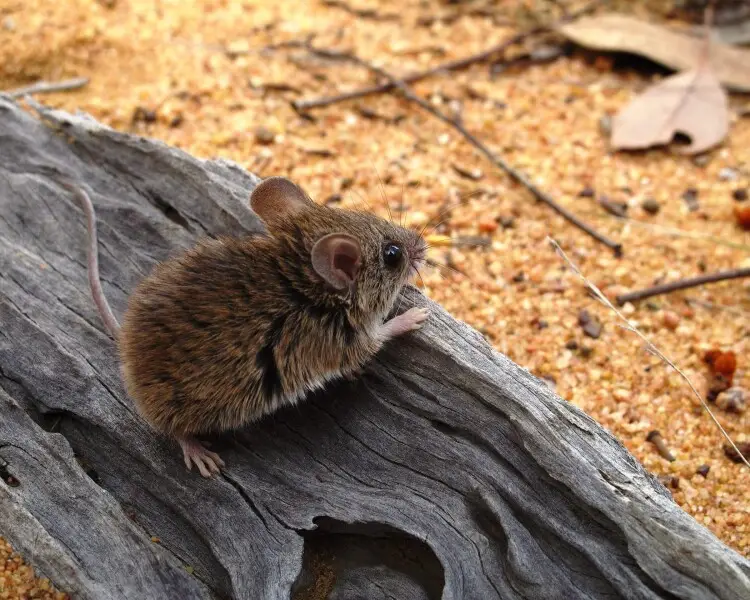 Pilliga mouse