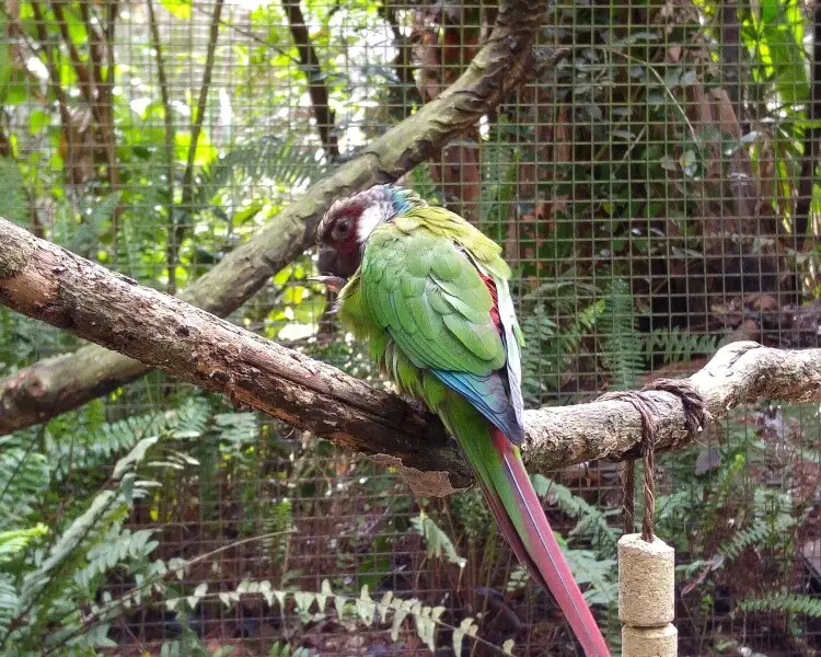 White-eared parakeet