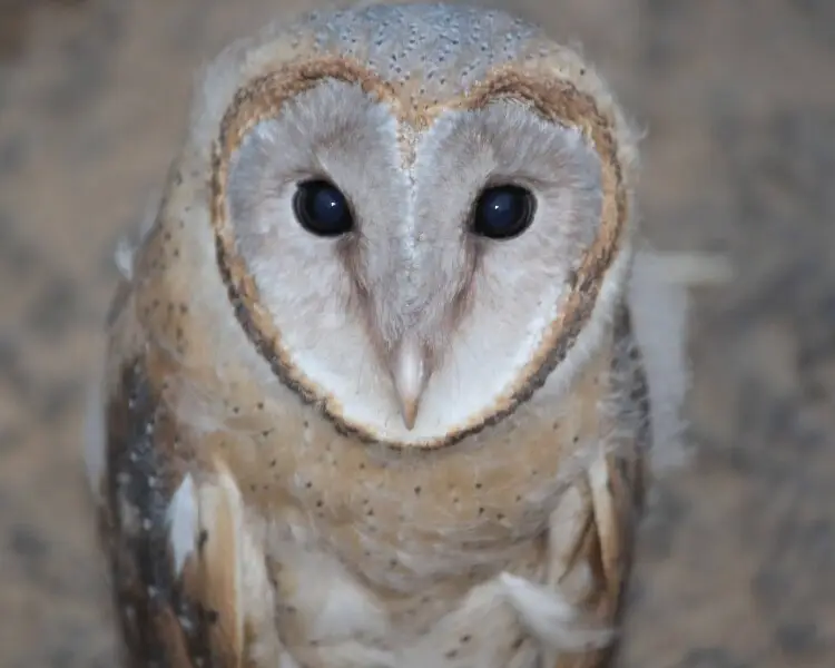 Eastern barn owl