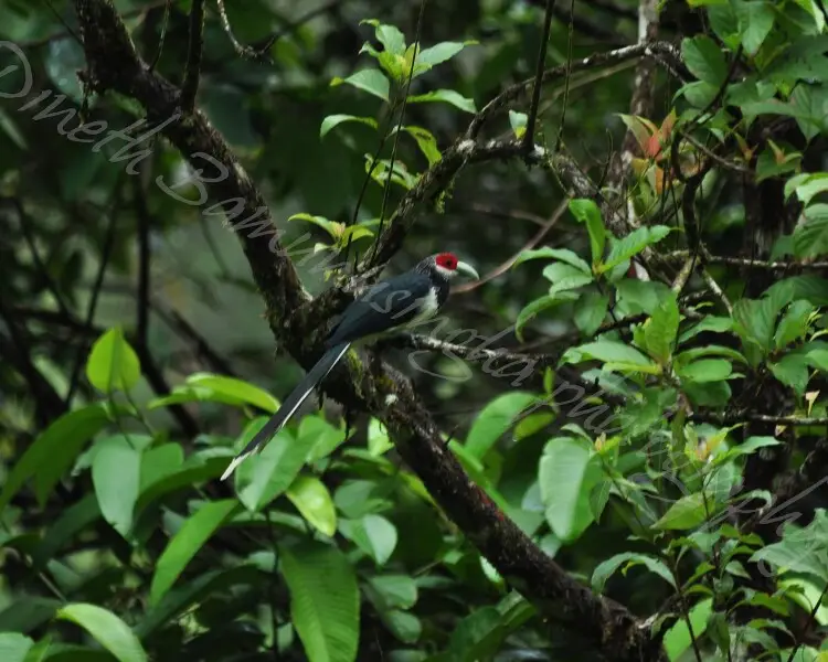 Red-faced malkoha