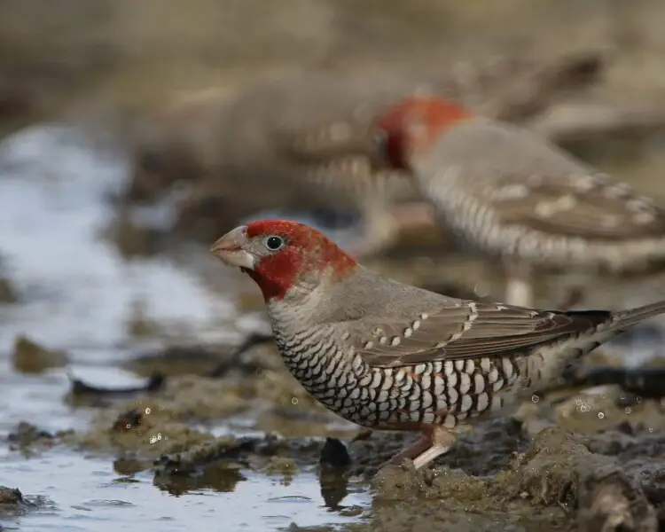 Red-headed finch - Facts, Diet, Habitat & Pictures on 