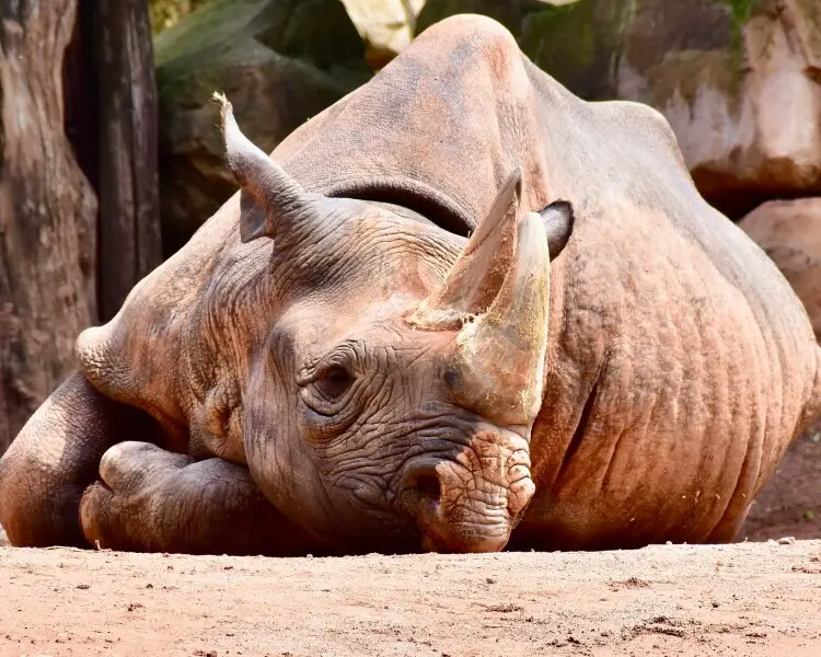 Eastern black rhinoceros - Facts, Diet, Habitat & Pictures on 