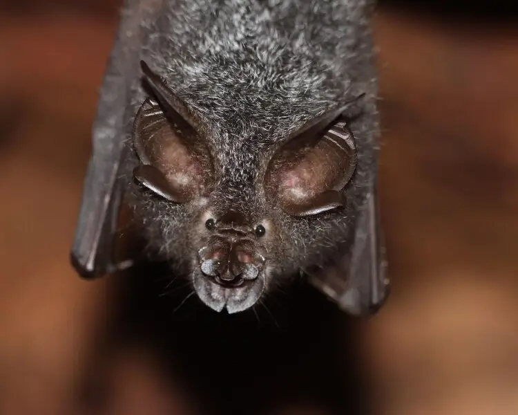 Lesser woolly horseshoe bat