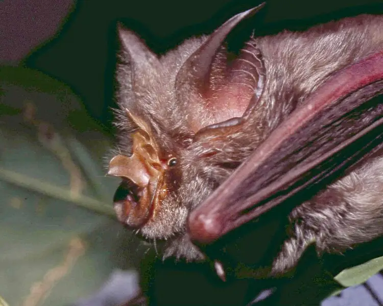 Rüppell's horseshoe bat