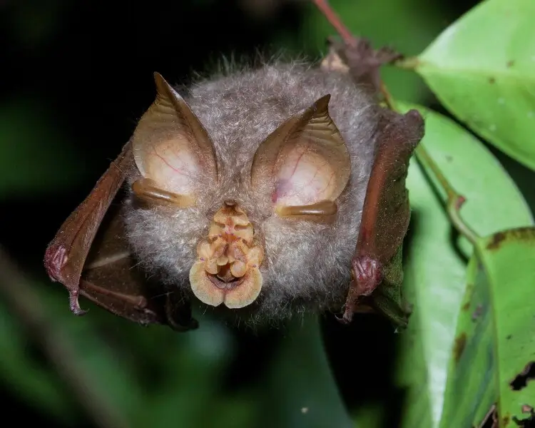 Trefoil horseshoe bat