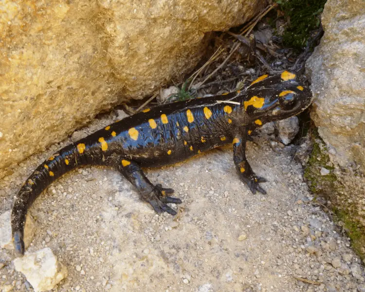 Corsican fire salamander