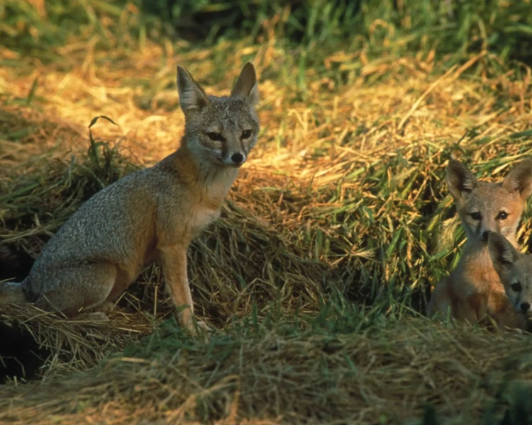 San Joaquin kit fox