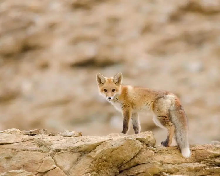 White-footed fox
