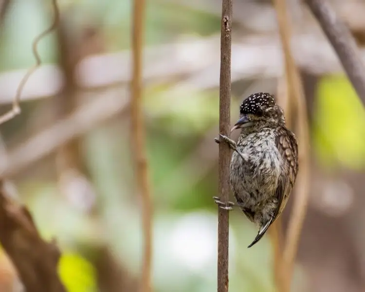 Scaled piculet