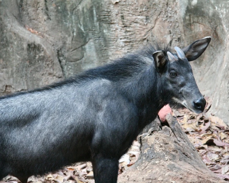 Sumatran serow