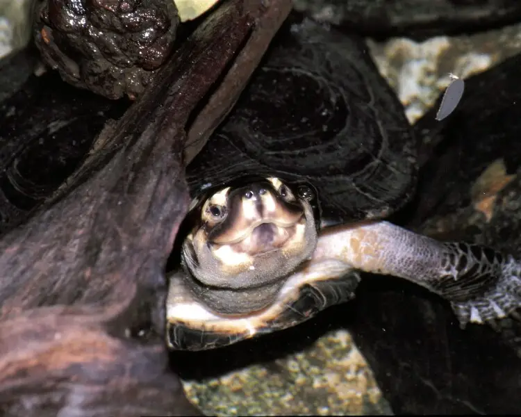 Темна черепаха товстошия