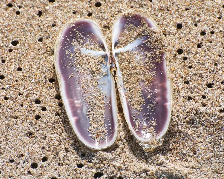 Pacific razor clam