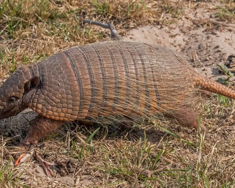 Six-banded armadillo - Facts, Diet, Habitat & Pictures on 