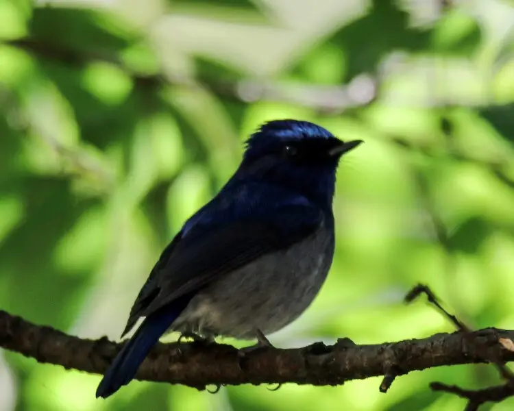 Slaty-blue flycatcher