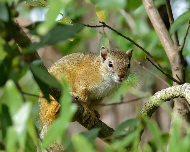 Smith's bush squirrel - Facts, Diet, Habitat & Pictures on 
