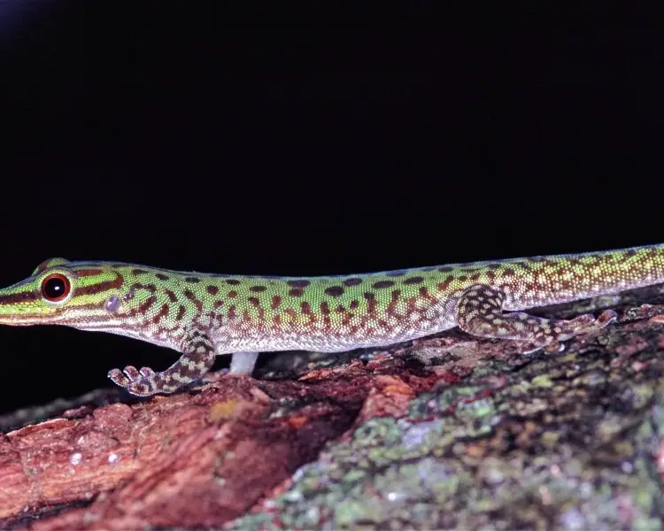 Speckled day gecko
