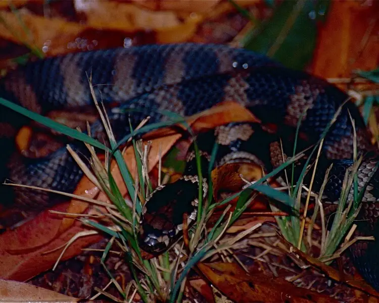 Hoplocephalus stephensii Facts, Diet, Habitat & Pictures on Animalia.bio