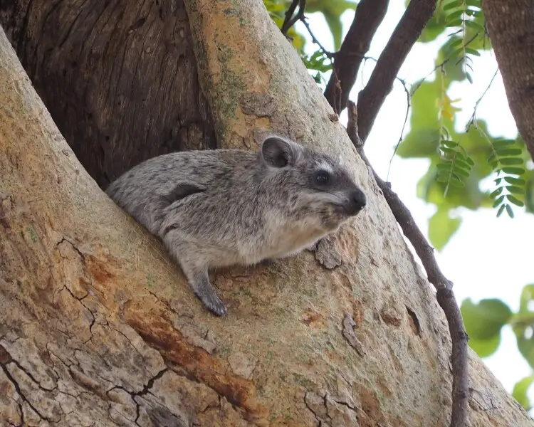 Southern tree hyrax