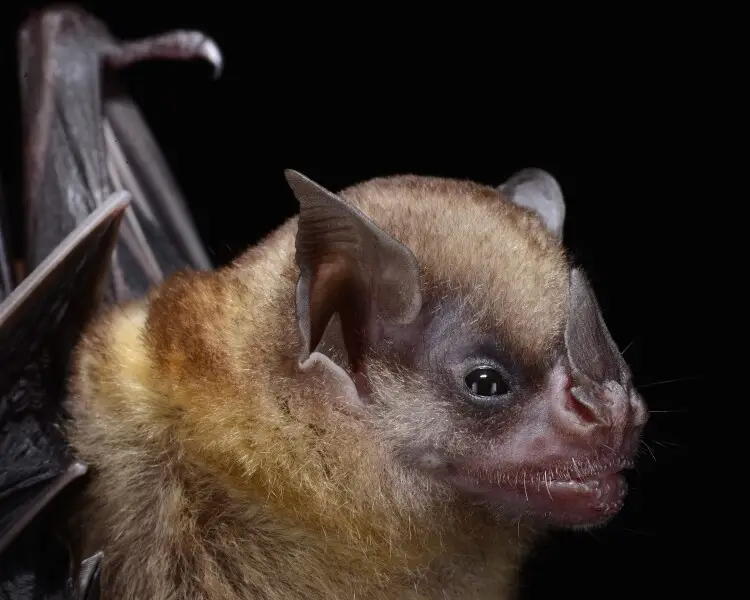 Tilda's yellow-shouldered bat