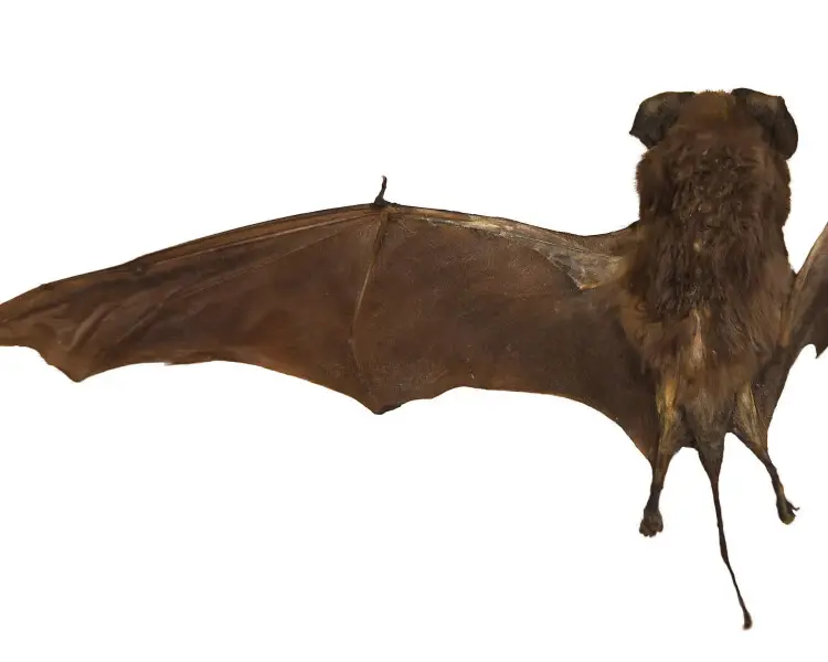 European free-tailed bat