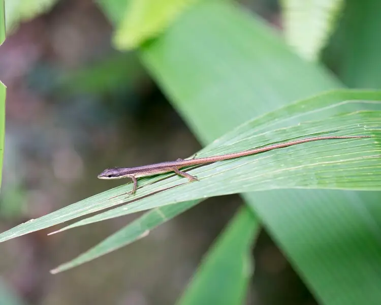 Takydromus kuehnei факти, дієта, ареал і фотографії на Animalia.bio
