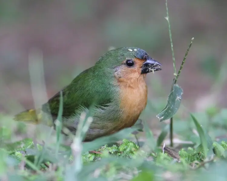 Tawny-breasted parrotfinch