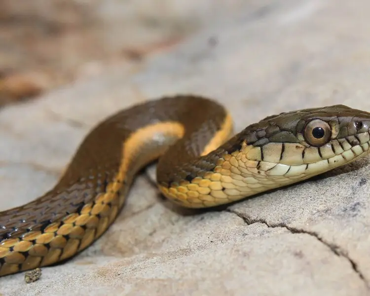 Thamnophis hammondii Fakten, Ernährung, Lebensraum & Bilder auf