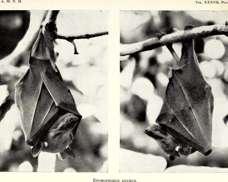 Ethiopian epauletted fruit bat