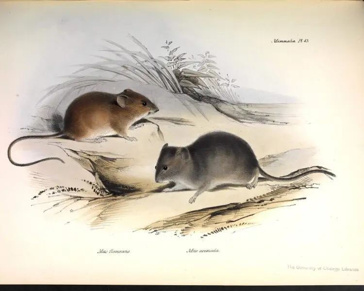 Oligoryzomys flavescens факти, дієта, ареал і фотографії на Animalia.bio