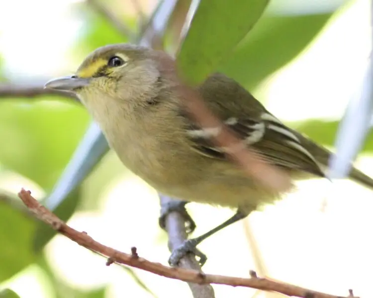 Vireo crassirostris Facts, Diet, Habitat & Pictures on Animalia.bio
